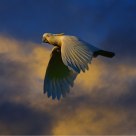 凤冠大白鹦鹉   Sulphur-crested Cockatoo